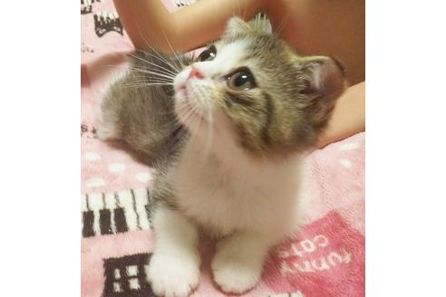 成約済の愛知県のスコティッシュフォールド-4499の2枚目