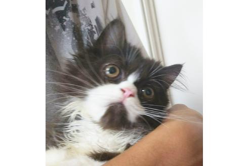 成約済の愛知県のエキゾチックロングヘア-4305の5枚目