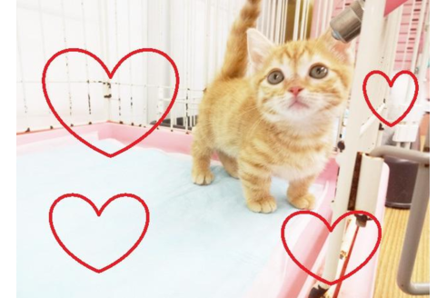 成約済の東京都のマンチカン-4556の2枚目