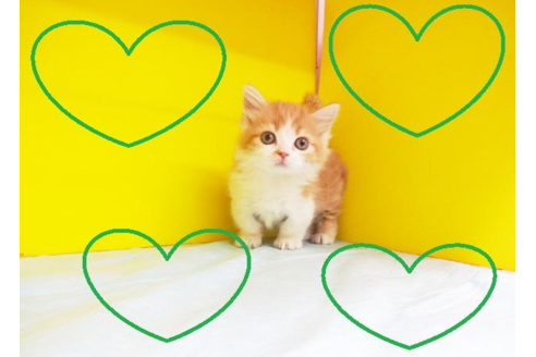 成約済の東京都のマンチカン-4557の2枚目