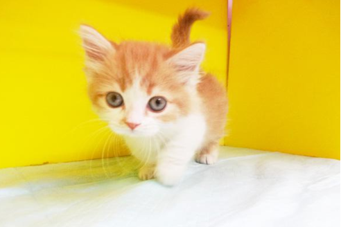 成約済の東京都のマンチカン-4557の1枚目