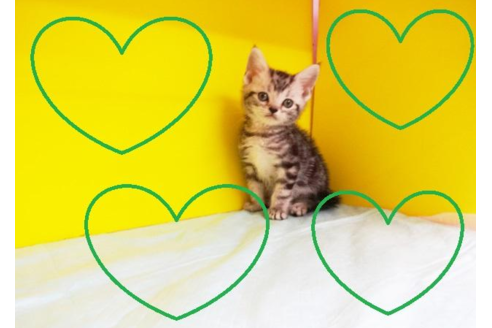 成約済の東京都のアメリカンショートヘア-4558の2枚目