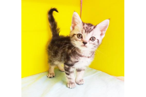 成約済の東京都のアメリカンショートヘア-4558の1枚目