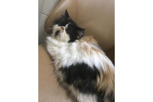 成約済の京都府のエキゾチックロングヘア-3850の5枚目