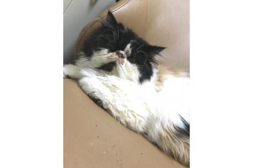 成約済の京都府のエキゾチックロングヘア-3850の4枚目