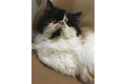 成約済の京都府のエキゾチックロングヘア-3850の2枚目