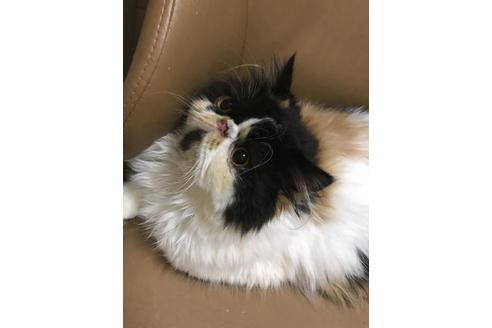 成約済の京都府のエキゾチックロングヘア-3850の1枚目