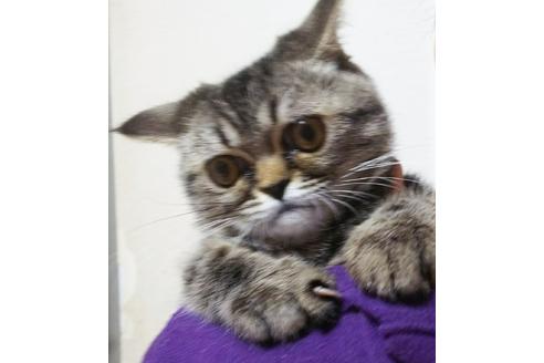 成約済の愛知県のエキゾチックショートヘア-3969の4枚目