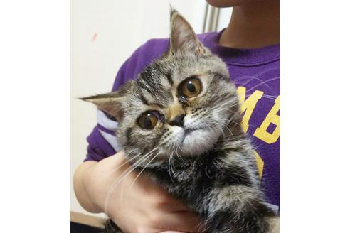 成約済の愛知県のエキゾチックショートヘア-3969の3枚目