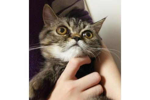 成約済の愛知県のエキゾチックショートヘア-3969の2枚目