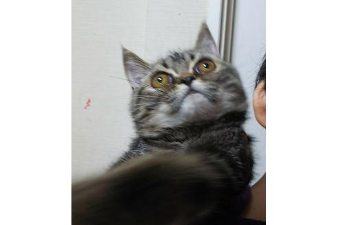 成約済の愛知県のエキゾチックショートヘア-3969の1枚目