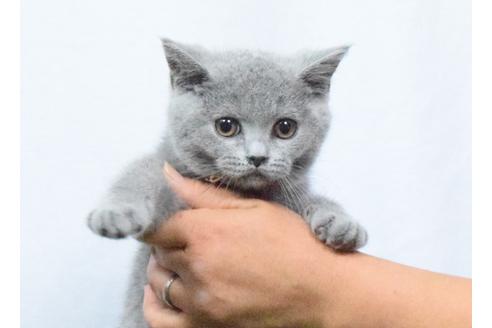 成約済の埼玉県のブリティッシュショートヘア-4607の4枚目