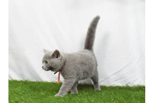 成約済の埼玉県のブリティッシュショートヘア-4607の2枚目