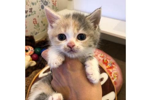 成約済の大阪府のマンチカン-4611の5枚目