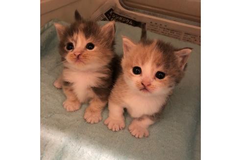 成約済の大阪府のマンチカン-4611の4枚目