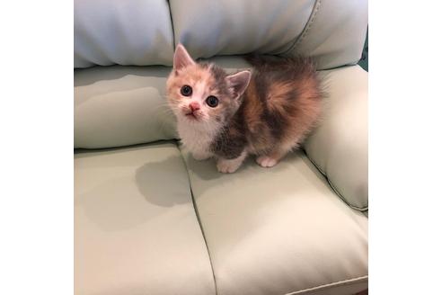 成約済の大阪府のマンチカン-4611の3枚目