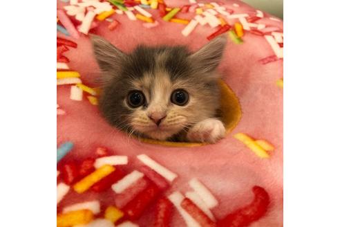 成約済の大阪府のマンチカン-4612の5枚目