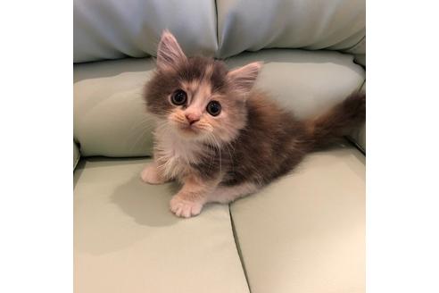 成約済の大阪府のマンチカン-4612の4枚目