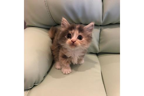 成約済の大阪府のマンチカン-4612の3枚目