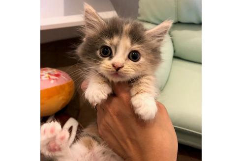 成約済の大阪府のマンチカン-4612の2枚目