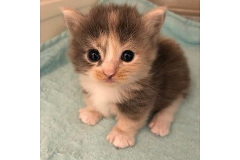 成約済の大阪府のマンチカン-4612の1枚目