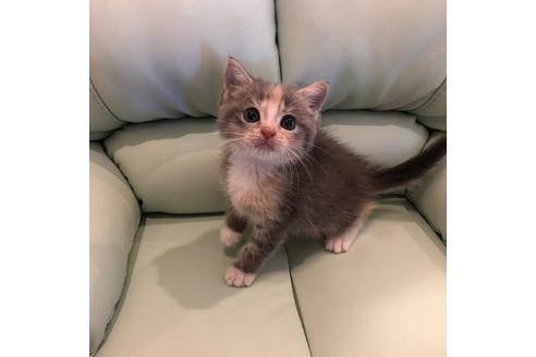 成約済の大阪府のマンチカン-4613の4枚目