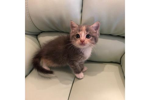 成約済の大阪府のマンチカン-4613の3枚目