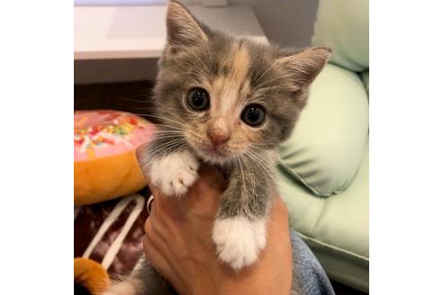 成約済の大阪府のマンチカン-4613の2枚目