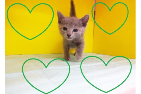 成約済の東京都のロシアンブルー-4618の2枚目