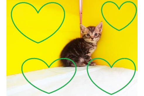 成約済の東京都のアメリカンショートヘア-4619の2枚目