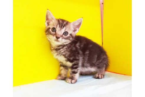 成約済の東京都のアメリカンショートヘア-4619の1枚目