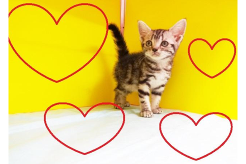 成約済の東京都のアメリカンショートヘア-4621の2枚目