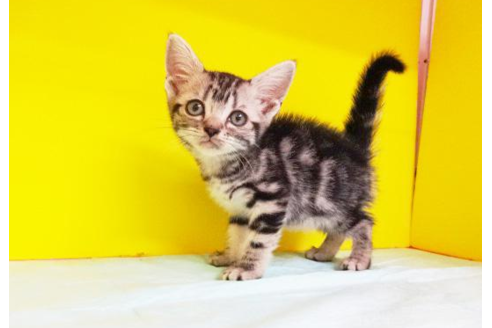 成約済の東京都のアメリカンショートヘア-4621の1枚目