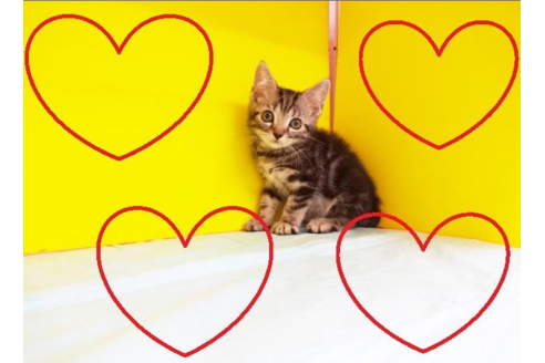 成約済の東京都のアメリカンショートヘア-4622の1枚目