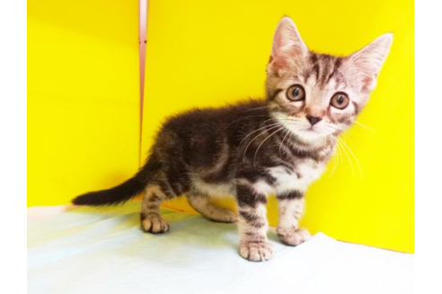 成約済の東京都のアメリカンショートヘア-4622の2枚目