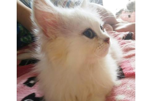 成約済の愛知県のペルシャ(チンチラ)-4506の5枚目