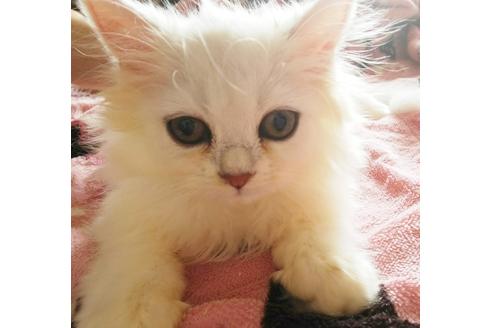 成約済の愛知県のペルシャ(チンチラ)-4506の4枚目