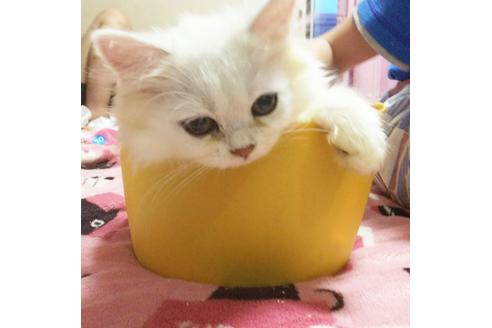 成約済の愛知県のペルシャ(チンチラ)-4506の3枚目