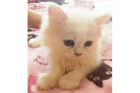 成約済の愛知県のペルシャ(チンチラ)-4506の2枚目