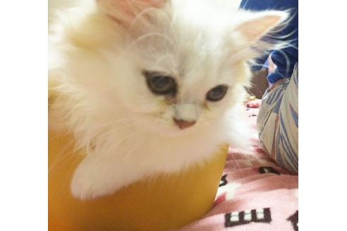 成約済の愛知県のペルシャ(チンチラ)-4506の1枚目