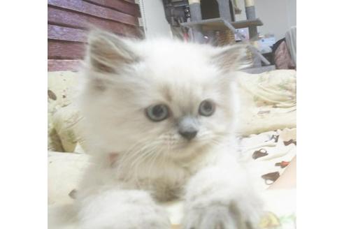 成約済の愛知県のヒマラヤン-4638の5枚目