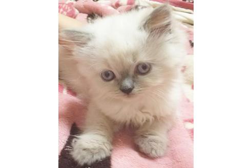 成約済の愛知県のヒマラヤン-4638の4枚目