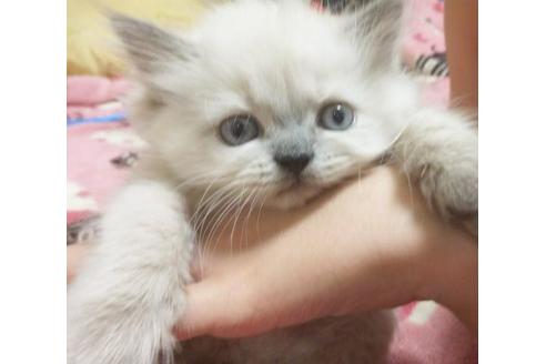 成約済の愛知県のヒマラヤン-4638の3枚目