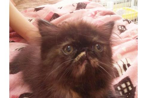 成約済の愛知県のエキゾチックショートヘア-4639の4枚目