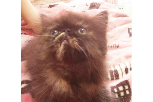 成約済の愛知県のエキゾチックショートヘア-4639の2枚目