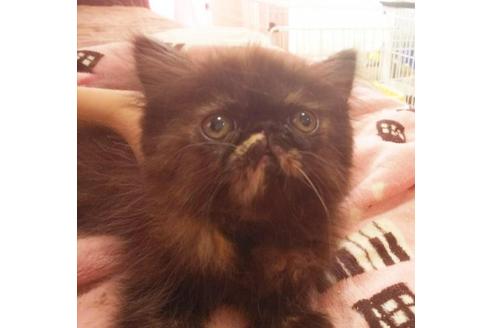 成約済の愛知県のエキゾチックショートヘア-4639の1枚目