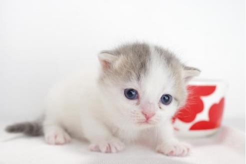 成約済の愛知県のスコティッシュフォールド-4658の5枚目