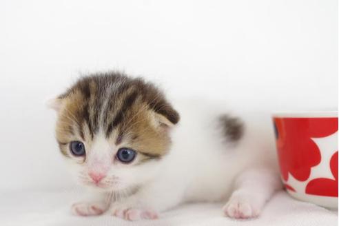 成約済の愛知県のスコティッシュフォールド-4659の5枚目