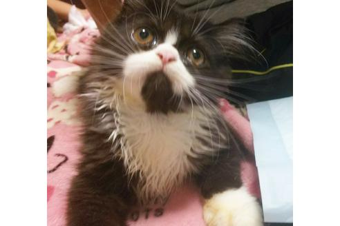 成約済の愛知県のエキゾチックロングヘア-4305の4枚目