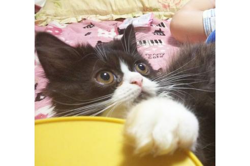 成約済の愛知県のエキゾチックロングヘア-4305の3枚目